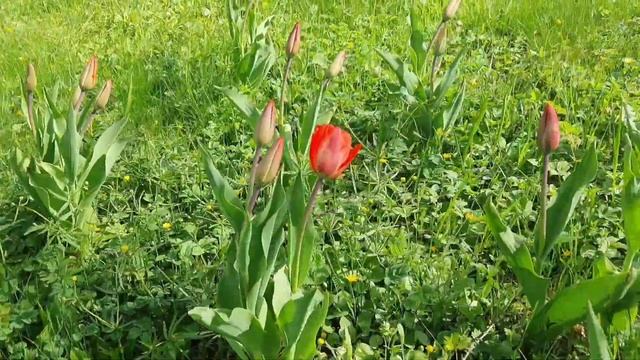 Немое кино "Разговор красавицы и чудовища". Морис Равель. Исполняет Варвара Раль смотреть онлайн
