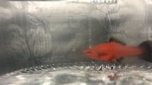 Самки меченосца в нерестовике. Рождение мальков.