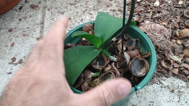 Orquidário Monte Negro - como fazer em caso de desidratação de phalaenopsis. смотреть онлайн