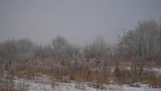 ловля щеглов коноплянок урагуса и как синяя птица атакует манков смотреть онлайн