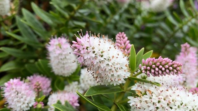 Spiked Speedwell | Veronica spicata | Free Footage for MOAH Members смотреть онлайн