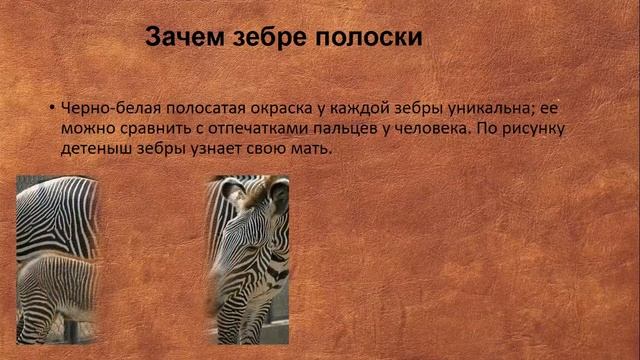 Зачем жирафу пятна смотреть онлайн