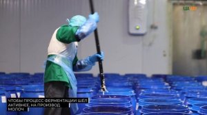 Подсмотрено на производстве. Квашеная капуста