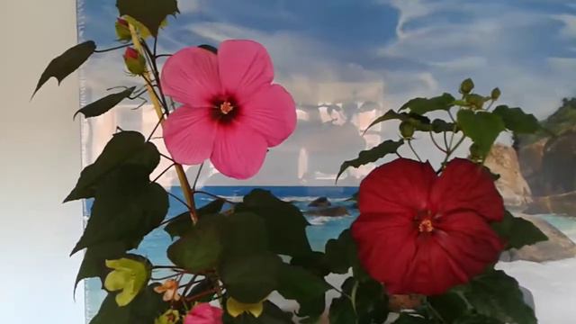 20150923 124022 смотреть онлайн