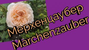 Роза флорибунда Мерхенцаубер роза(Marchenzauber)