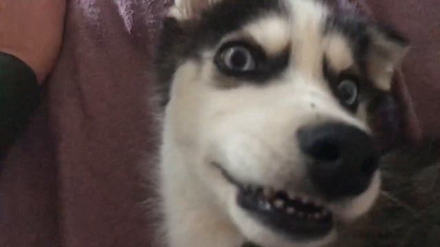 Хаски разговаривает?Хаски 3 месяца смотреть онлайн