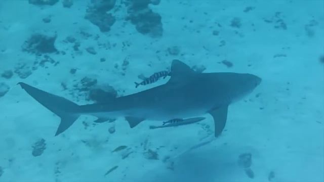 АКУЛЫ ЛЮДОЕДЫ смотреть онлайн