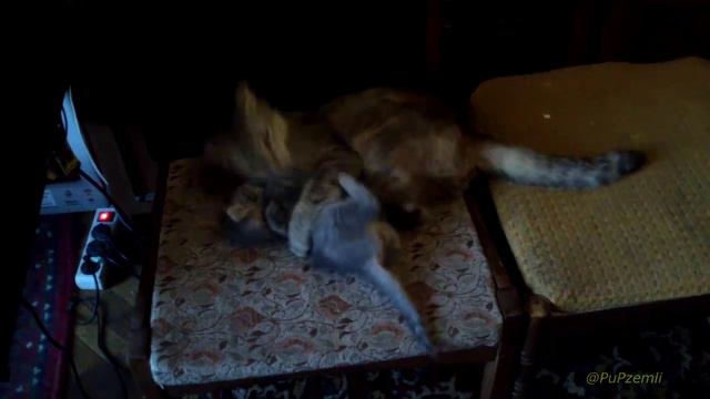 Шашлык из кошки в Киеве!!! смотреть онлайн