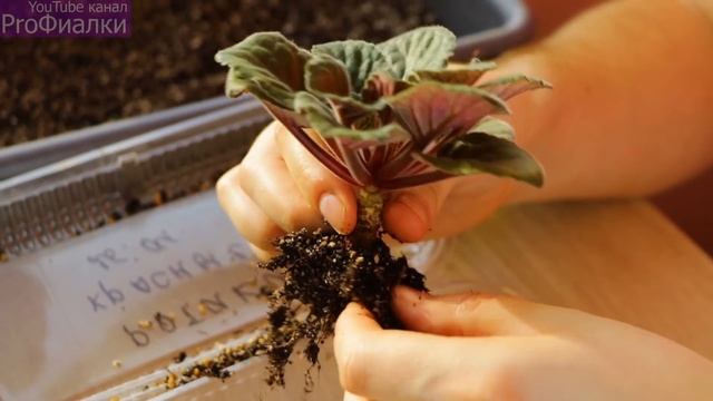 ПЕРЕСАДКА ФИАЛКИ от А до Я Все секреты ПРОЦЕССА смотреть онлайн