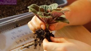 ПЕРЕСАДКА  ФИАЛКИ от А до Я   Все секреты ПРОЦЕССА