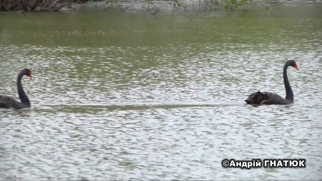Луцький зоопарк знову працює для відвідувачів смотреть онлайн