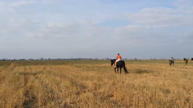 Покорил дикого мустанга! смотреть онлайн