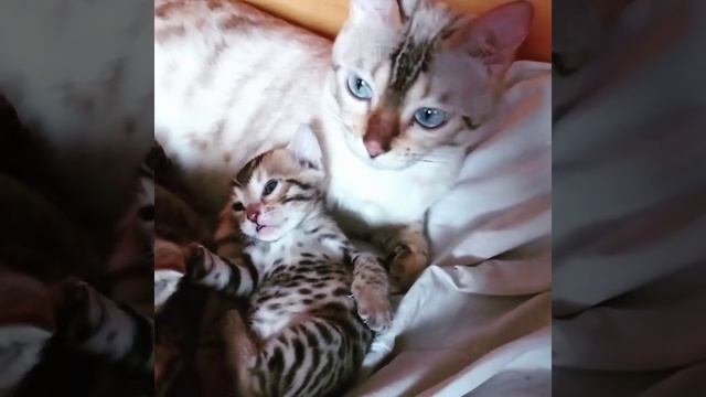 Мамина любовь. Бенгальские котята Днепр. Мама - снежный бенгал. смотреть онлайн