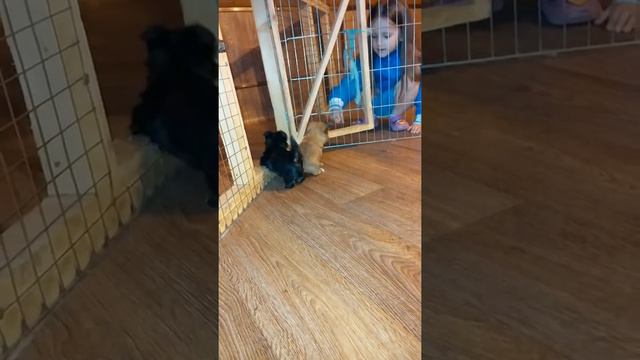 Девочка русской салонной собачки играет с йорков смотреть онлайн