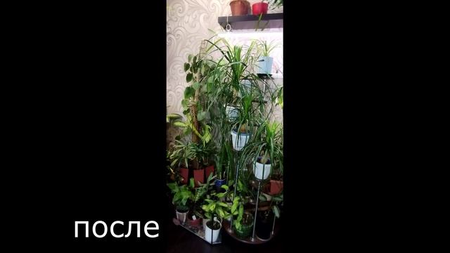 Цветы дома. Мои цветочные полки до переделки и после. смотреть онлайн