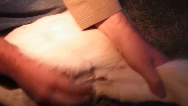 Dog Diseases: Prevention & Treatment : How to Squeeze Your Dog's Anal Glands смотреть онлайн