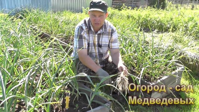 Яровому чесноку еще расти, и расти, продолжаем уход смотреть онлайн