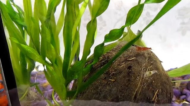 валлиснерия в креветочнике смотреть онлайн