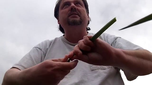 Survival Plants - Yucca Filamentosa Identification And Uses