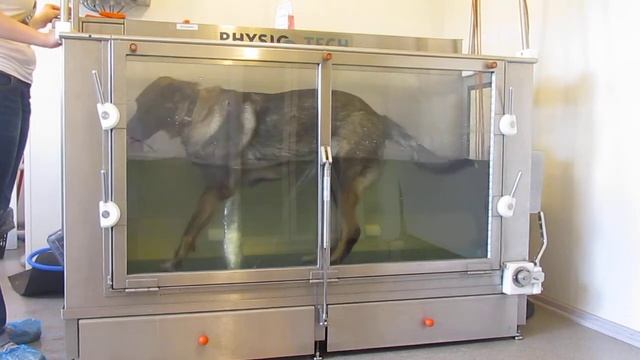 Семенова А.А. Успехи Даши в водной дорожке смотреть онлайн