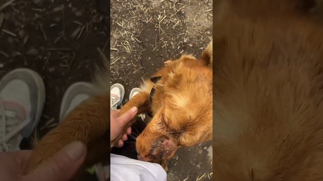 Мухтар который победил рак. Онкология у собак. 7 терапий . смотреть онлайн