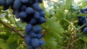 Сорт винограда "Викинг"