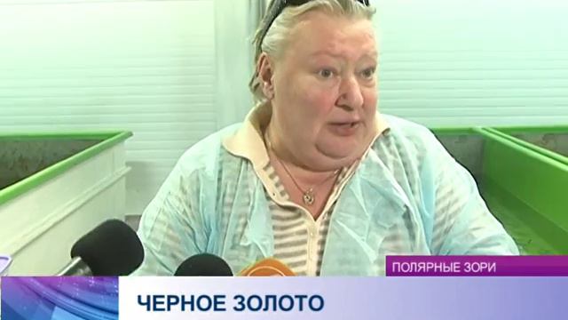 В Заполярье началась дойка осетров смотреть онлайн