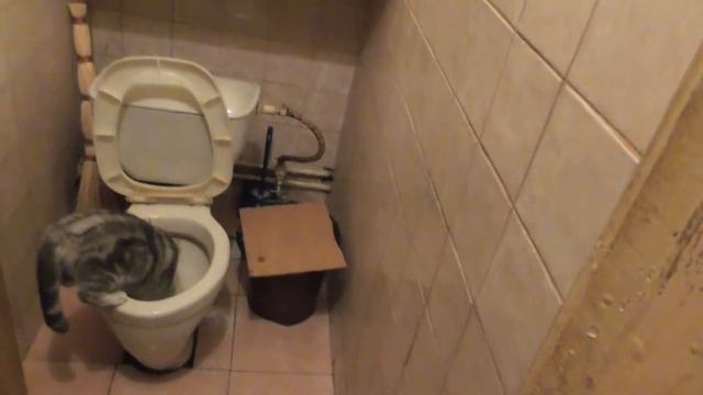 Кошка Дуся ходит в унитаз смотреть онлайн