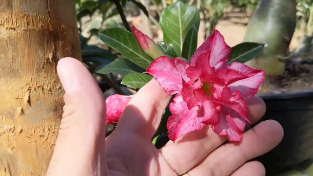 Rosa do deserto Adenium show de flores смотреть онлайн