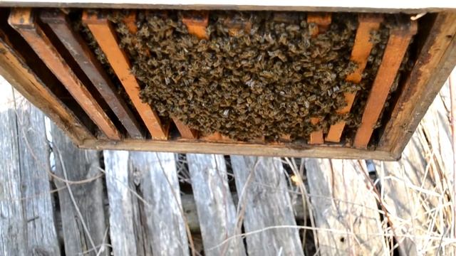 Подмор пчёл за зиму. смотреть онлайн