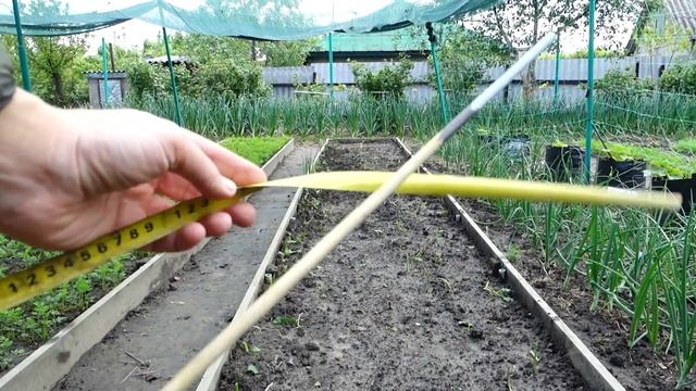Выращивание капусты в ящиках от посева до урожая! Капусту выращиваю только так смотреть онлайн