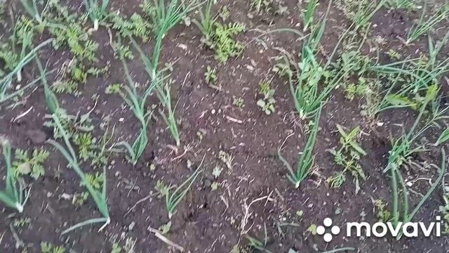 /После ливня на огород/Клубника/Арбузы/Дыни/