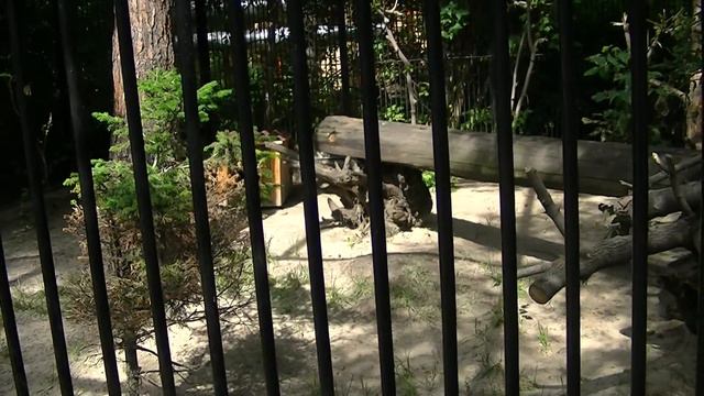 Сервал смотреть онлайн