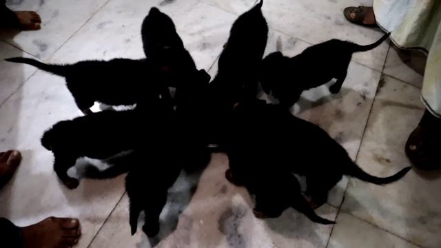 BEAUTIFUL DOG KENNEL BAGNAN HOWRAH| LABRADOR GSD GOLDEN RETRIEVER SPITZ DOBERMAN HUSKY смотреть онлайн