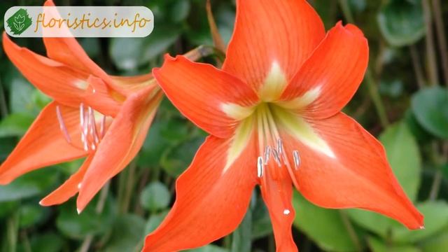 Выращивание лилий в саду смотреть онлайн