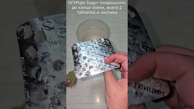 ОГУРЦЫ будут плодоносить до конца осени, всего 2 таблетки и листики смотреть онлайн