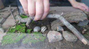 ЗАСЕЛЕНИЕ МУРАВЬЕВ В ТЕРРАРИУМ! КТО БУДЕТ КРЕПЧЕ? МОЙ ТЕРМОКАРИЙ