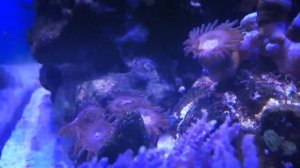 Нанориф 30л. Морской прибой.