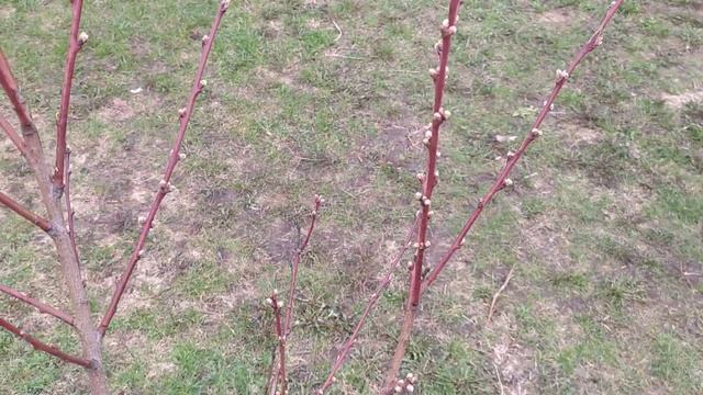 Как перезимовал нектарин без укрытия на второй год посадки смотреть онлайн