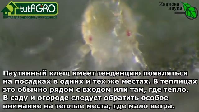 10 фактов о паутинных клещах, которые помогут избавиться от них НАВСЕГДА! смотреть онлайн