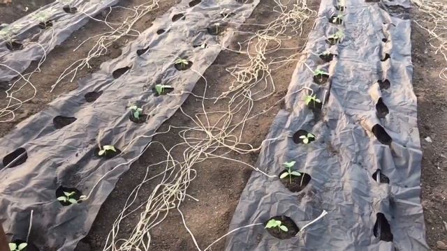 Подогрев воды для полива смотреть онлайн