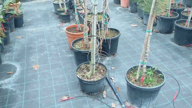 обзор на лиственницу стиф вивер :) смотреть онлайн