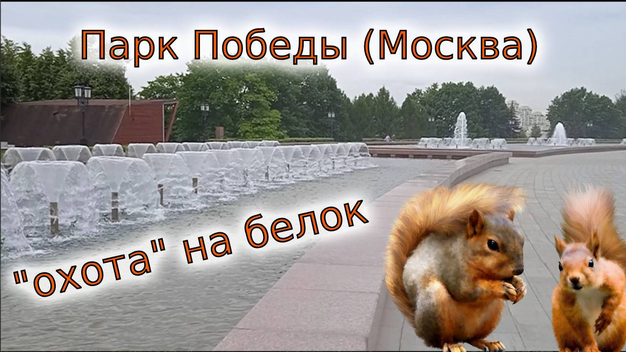 Кормим белок в Парке Победы в Москве смотреть онлайн