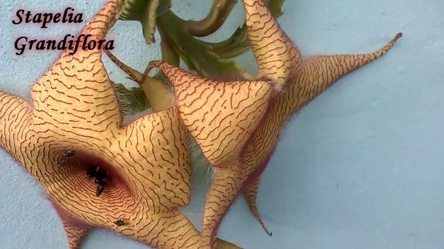 Ну нельзя быть вонючей такой!!! Cтапелия Грандифлора/Stapelia Grandiflora. Доминикана. смотреть онлайн