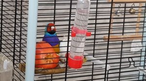 Самец амадины Гульда поёт