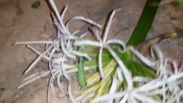 Mantis religiosa - Богомол звичайний смотреть онлайн