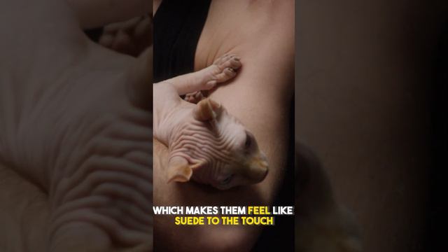 10 CRAZY FACTS ABOUT SPHINX CATS -- FACT#1 смотреть онлайн