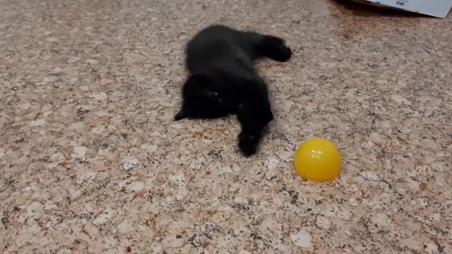 "Котенок и ребенок" забавное видео))) смотреть онлайн