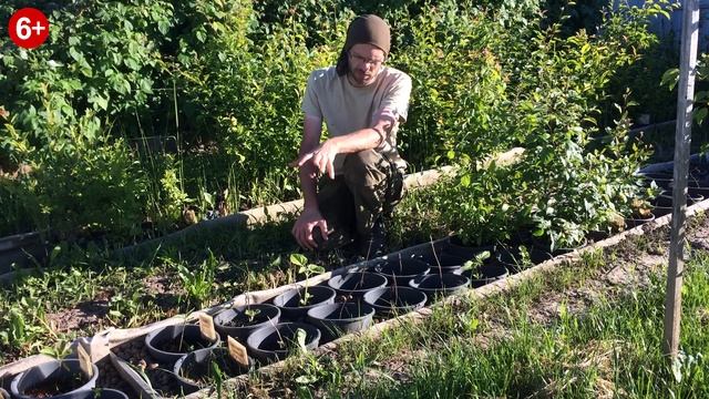 Павловния в углубленной грядке с керамзитом - итоги зимы 2020. смотреть онлайн