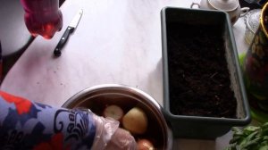 Как правильно сажать лук на зеленое перо. Выгонка зеленого лука.